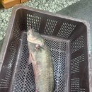 윤미네식당 | 영종도 구읍뱃터 회맛집 윤미네 12만원 회세트 후기｜제3연륙교전망