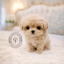 퍼피얌 그루밍 | 전주 강아지 입양 온퍼피 강아지입양 전주본점 상담 체크리스트 후기