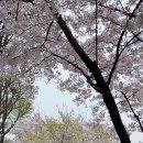 카페 로일리