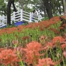 호수공원 축구장옆 이미지