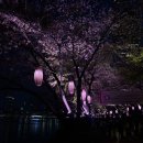 서울특별시 아리수본부 | 서울 벚꽃 야장 야외 고기집 아리수만찬 잠실, 웨이팅 100명 원격줄서기 후기
