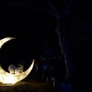 별빛백도 이미지