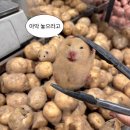 새바지길 | [7월] 찐따감자를 드립니다