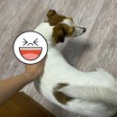 크레이지서퍼스 이미지