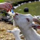 세진목장 이미지