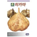 멕시코 감자(히카마) 이미지