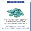 [텃밭 쥐 퇴치 방법 추천] 살서제 쥐싹킬(쥐약) 실제 사용 후기, 효과