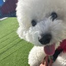 강화켄넬 | 켄넬, 하우스 긍정강화 꿀팁