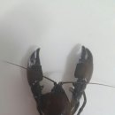 미혜농장 네이버블로그