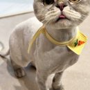 벌거벗은 고양이 네이버블로그