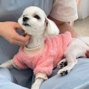 강아지 미용실 네이버블로그