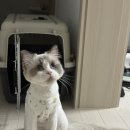 고양이 미용실 방울선생 이미지