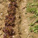 혜리농장 이미지