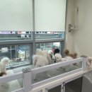 도니바니 애견유치원 이미지