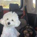 개터 | &#39;개터파크&#39; 원더풀도그베이 안성 다견가구가 다녀온 웃픈 후기