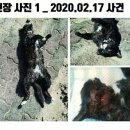 포항 한동대학교 길고양이 연쇄학대살인 이미지