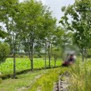 스프링데이봄날 이미지