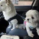 댕댕타임 이미지