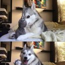 인형사랑 이미지