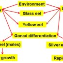 유럽산 뱀장어의 성장과 성 분화에 영향을 미치는 내외부 인자 이미지