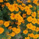 메리골드 이미지