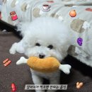 국립축산과학원 동물병원 이미지