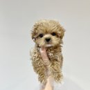 내품안의반려견 노원점 이미지