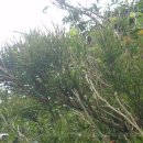 동백나무겨우살이:쌍떡잎식물 단향목 겨우살이과의 상록 기생관목 이미지