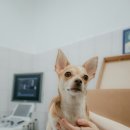 일산시티 동물의료센터 이미지
