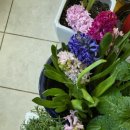 개나리세탁 이미지