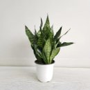 식물로부터 이미지