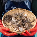 서해안마트 | 쭈꾸미 싱싱한 국내산 활 서해안 알배기 뭘 사야 할지 모르겠다면