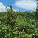 식이농장 이미지