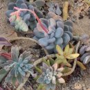 강원도립화목원 이미지