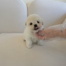 인천강아지분양 홍스퍼피 본점 이미지