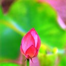 연꽃향기 이미지