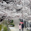 벚꽃길 이미지