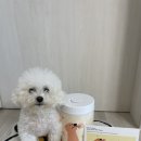 코코슈 | 애견물티슈 코코슈 벨벳터치 물티슈 체험후기