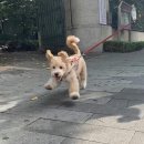 아델봉봉 이미지