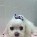 우리들펫샵