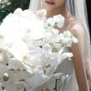 노마약국 | 노마하우스 보정본 후기 &amp; 웨딩 촬영 질문 답변, 팁