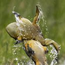 개굴개굴 이미지