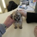 강아지분양 퍼피베이비 | 대구강아지분양 홍스퍼피 방문 후기, 가족과 함께 한 입양 경험