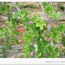 황토골농장 이미지