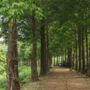 큰맘할매순대국 영월남면점 이미지