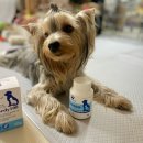 제이에이치바이오팜 | 반려동물영양제는 동충하초배양물 &lt;닥터코디 코디100&gt; 하나로 끝! 면역력에 굿