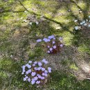 사월이네 이미지