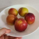달콤한 여름의 맛, 노지 자두 대석자두 후기
