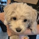 반하다몽몽 이미지