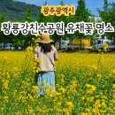 황룡강친수공원 | 광주 광산구 황룡강친수공원 5월 유채꽃 피크닉 명소